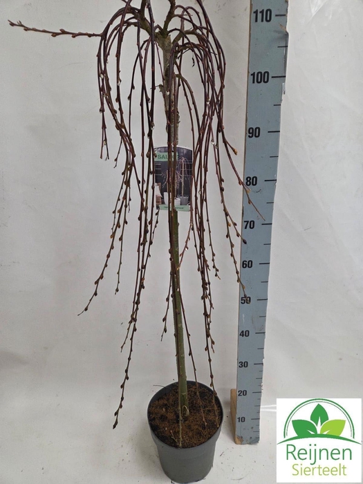 Salix Cap Kilmarnock