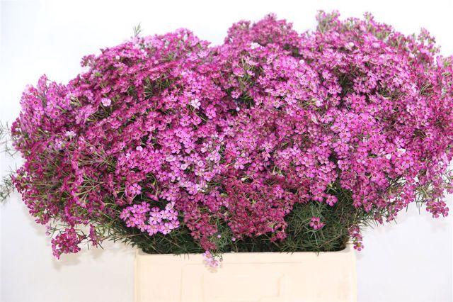 <h4>Chame Un Gra Jupiter</h4>