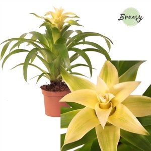 Guzmania Evelien