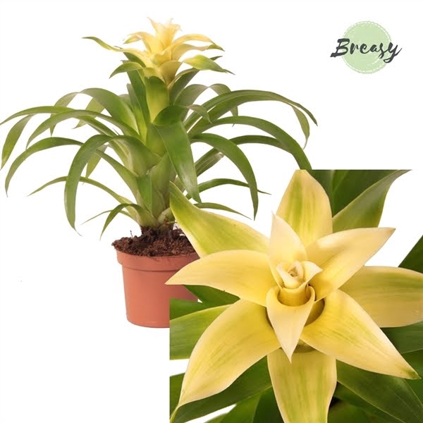 <h4>Guzmania Evelien</h4>