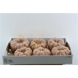 CUCURBITA PEPO
