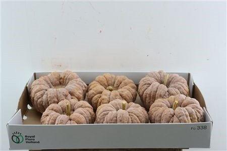 <h4>CUCURBITA PEPO</h4>