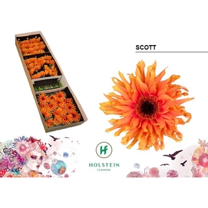 Gerbera Gerpasta Scott