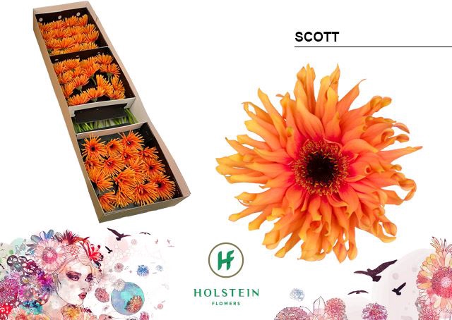 <h4>Gerbera Gerpasta Scott</h4>