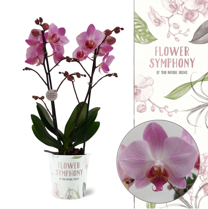 <h4>Flower Symphony | Antwerp | Phalaenopsis 2 spike</h4>