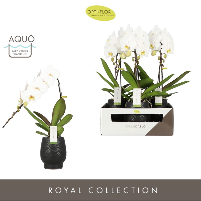 <h4>Phalaenopsis wit meer takken</h4>