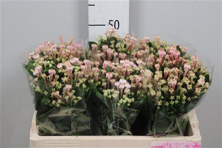 <h4>Bou En Sweet Jewel</h4>