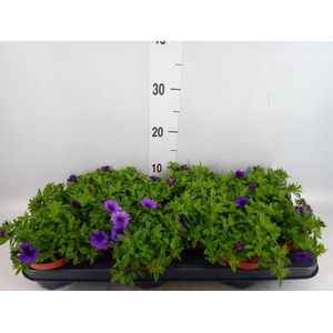 Calibrachoa  'Minifam Dk Blue'