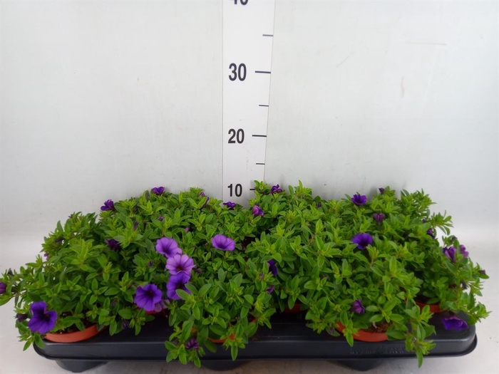 <h4>Calibrachoa  'Minifam Dk Blue'</h4>