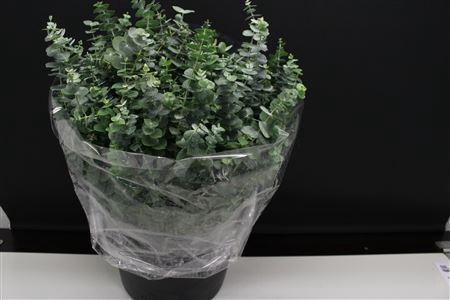 <h4>Euc Baby Blue Kort</h4>