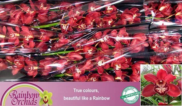 <h4>CYMB T HANNY</h4>