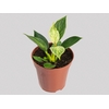 PHILODENDRON BIRKIN P12