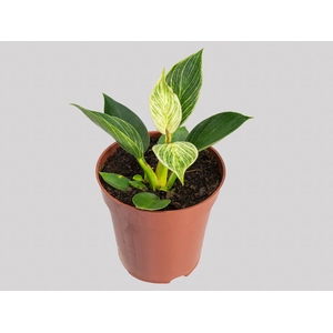 PHILODENDRON BIRKIN P12