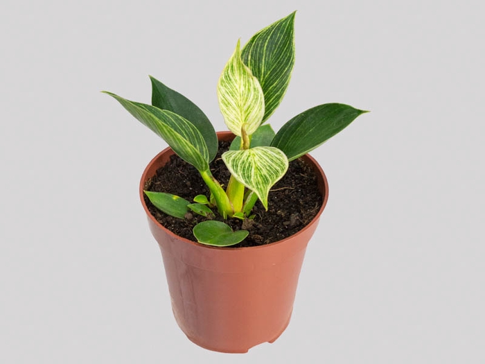 <h4>PHILODENDRON BIRKIN P12</h4>