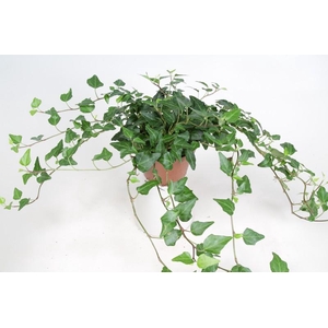 HEDERA HELIX Groene hedera met lange ranken