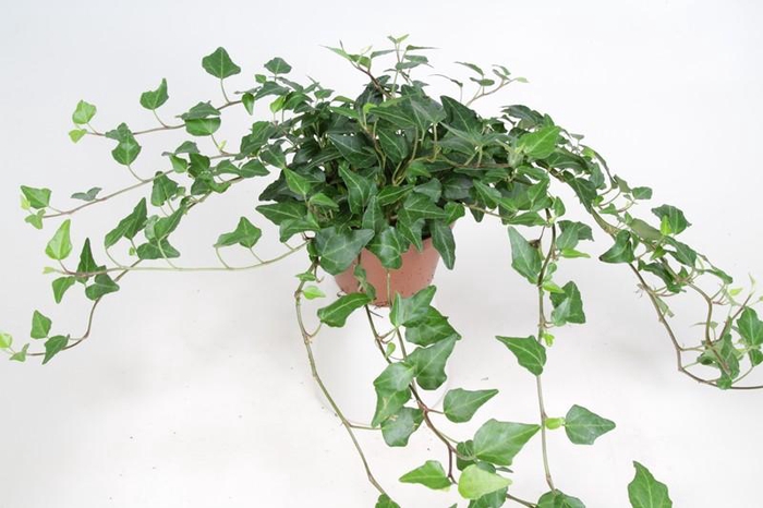 <h4>HEDERA HELIX Groene hedera met lange ranken</h4>