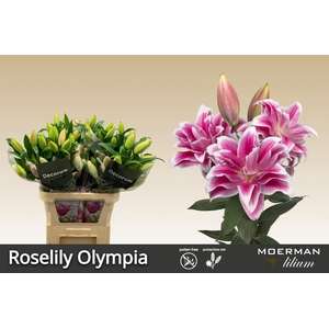 LI OR DU RL OLYMPIA