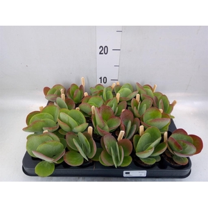 Kalanchoe NF thyrsiflora