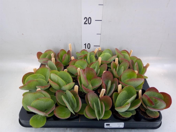 <h4>Kalanchoe NF thyrsiflora</h4>