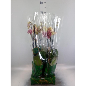 Phalaenopsis   ...