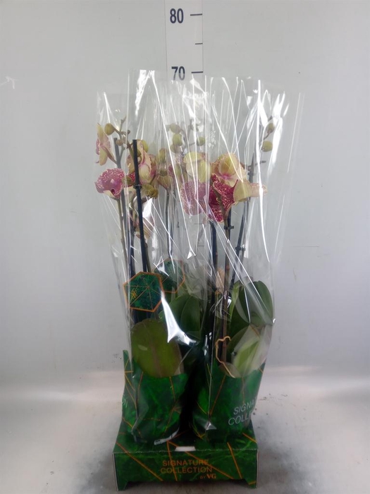 <h4>Phalaenopsis   ...</h4>