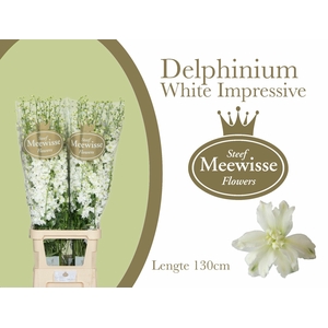 Delphinium Impressive White