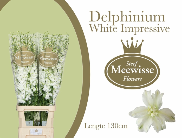 <h4>Delphinium Impressive White</h4>