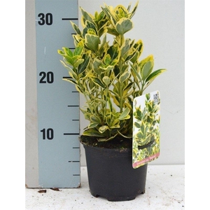 Euonymus japonicus 'Marieke'