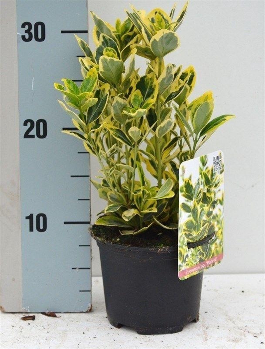 <h4>Euonymus Japonicus 'Marieke'</h4>
