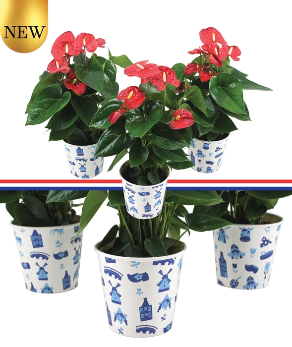 <h4>Anthurium xl.9 Jambo Red 14cm met Nederlandse potcover (2 tot 3 weken levertijd) (Ook in 9cm en 12cm verkrijgbaar)</h4>
