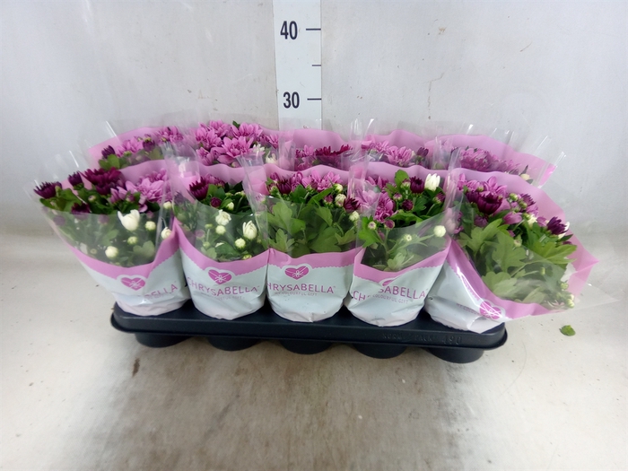 <h4>Chrysanthemum   ..mix/pot</h4>