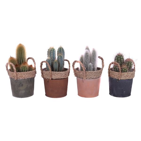 <h4>Cactus mix 12 cm in kiribati pot</h4>