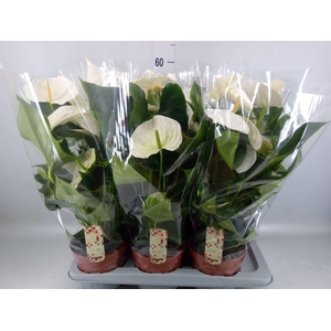 Anthurium andr. 'Alpine'