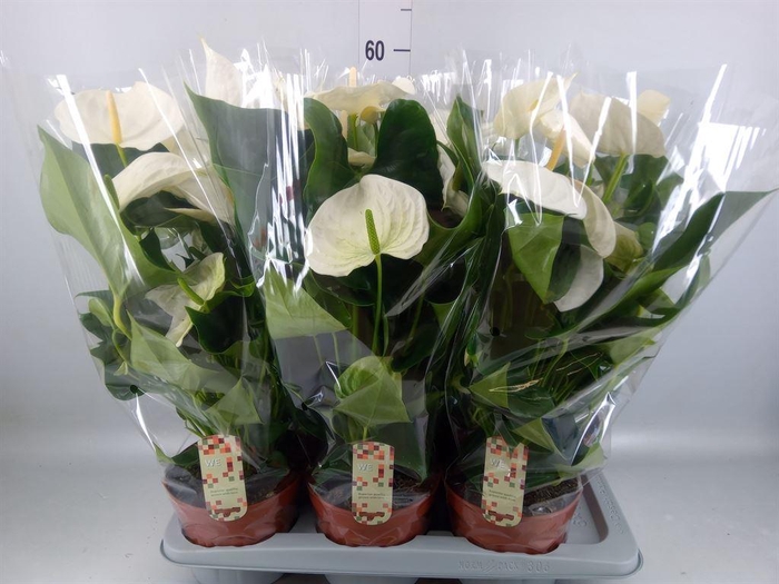 <h4>Anthurium andr. 'Alpine'</h4>