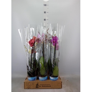 Phalaenopsis   ...mix  4
