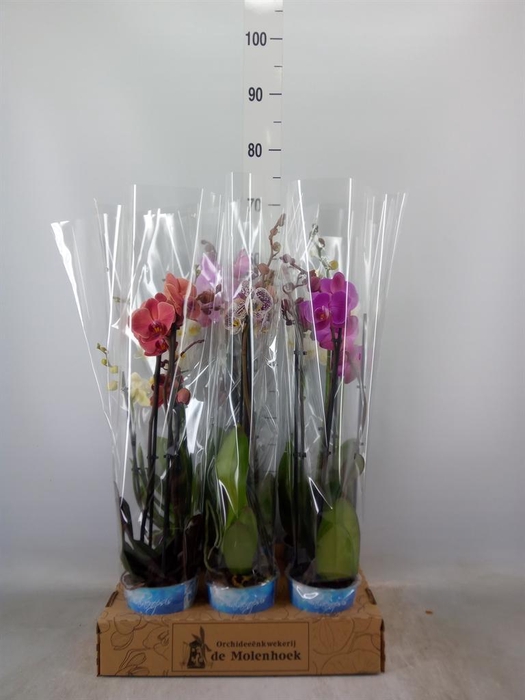 <h4>Phalaenopsis   ...mix  4</h4>