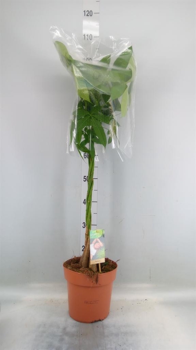 <h4>Pachira aquatica</h4>