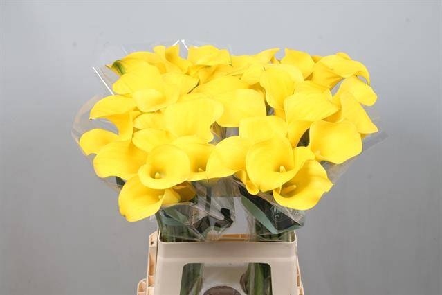 <h4>ZANT GOLDCUP</h4>