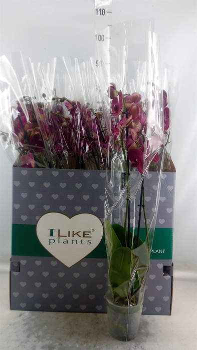 <h4>Phalaenopsis  'Ant Montreux'</h4>