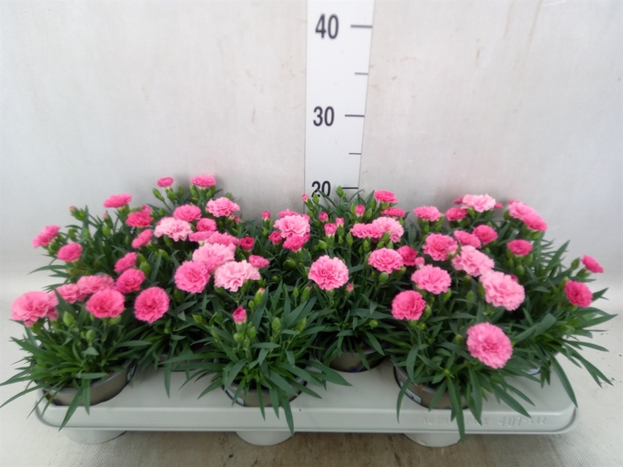 <h4>Dianthus  'I Love U'</h4>