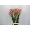 Nerine Casandra