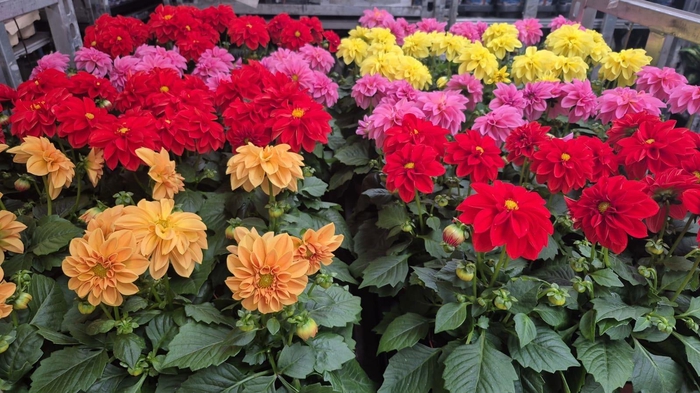 <h4>DAHLIA ROYAL GEM</h4>