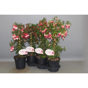 FUCHSIA STEM MIX P19