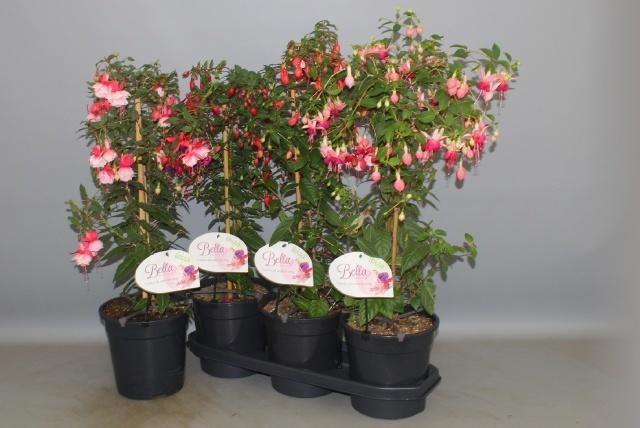 <h4>FUCHSIA STEM MIX P19</h4>