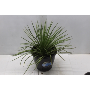 AGAVE PALITO P24