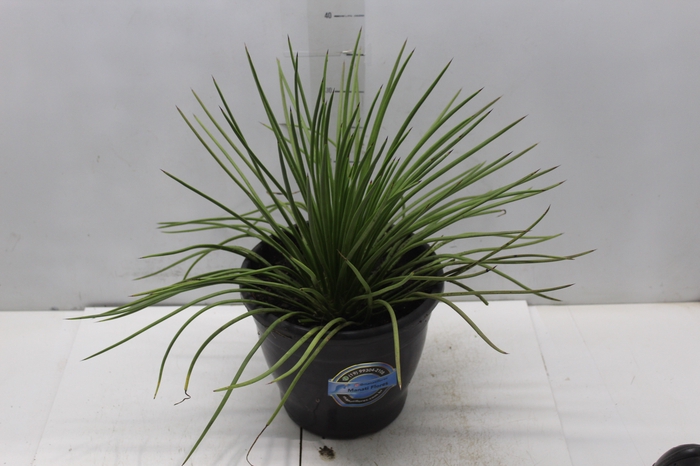 <h4>AGAVE PALITO P24</h4>