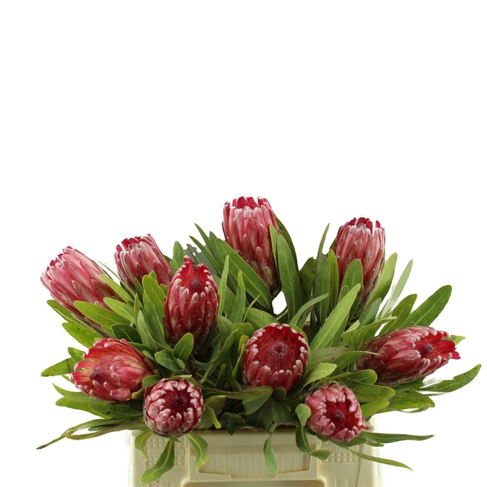 <h4>Protea Lancelot</h4>