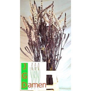 ACTAEA SIM BRUNETTE