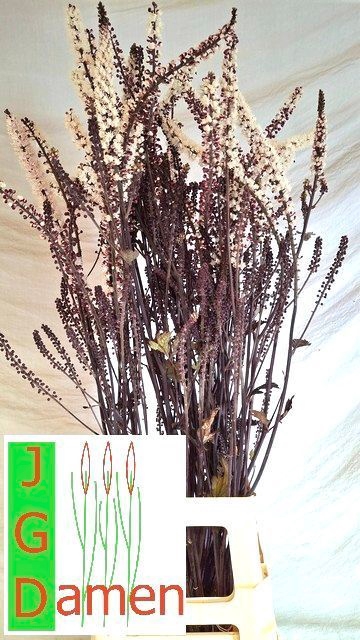 <h4>ACTAEA SIM BRUNETTE</h4>
