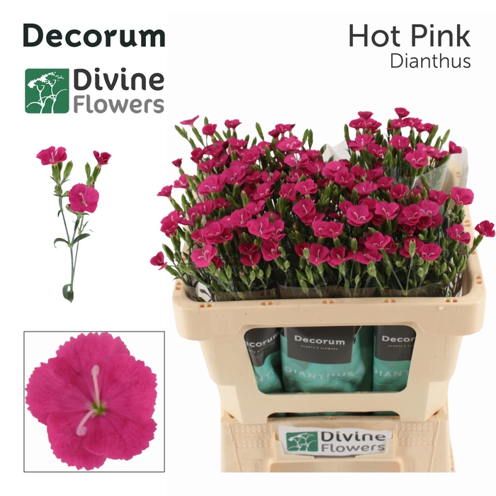 <h4>DI DIVI HOT PINK</h4>